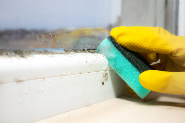 Best Mold Cleaning Services  in Altamont, NY