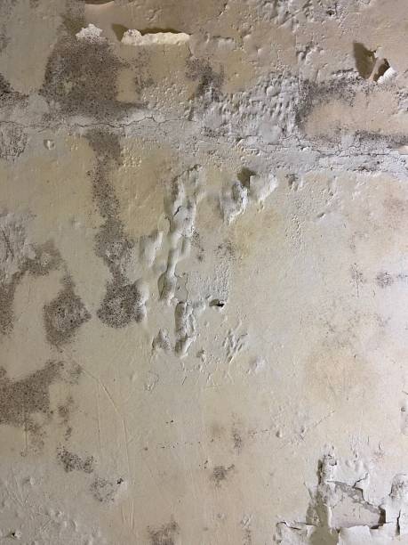 Mold Testing and Removal in Altamont, NY