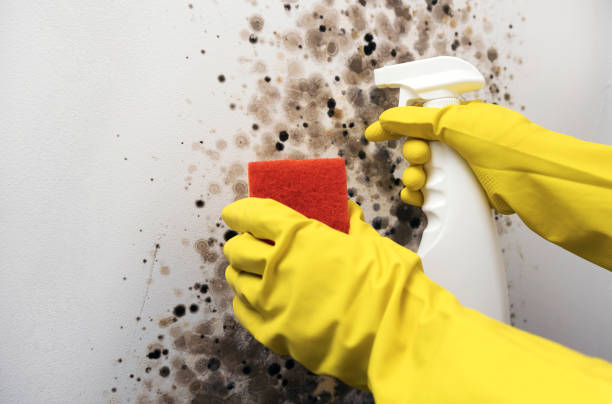 Best Black Mold Removal  in Altamont, NY